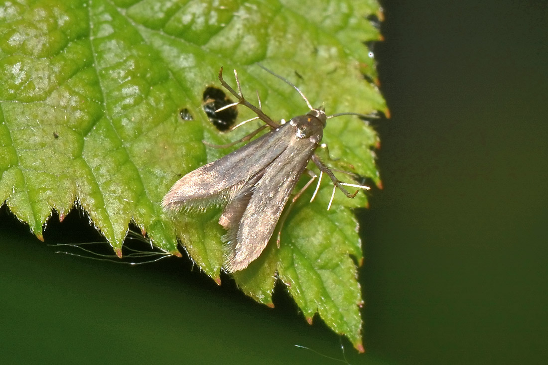 Schreckensteiniidae? S: Schreckensteinia festaliella